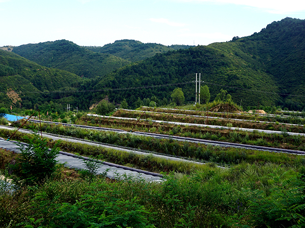 蘆薈基地